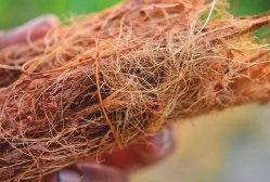 Natural coconut coir fibre
